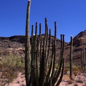 Organ Pipe Cactus NM 11